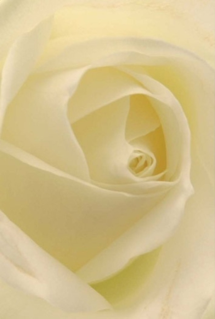 From a Hampstead florist's careful hands comes this exquisite close-up of a white rose-classic, serene, and layered with nuance. The petals glide smoothly from a luminous spiraled heart outward, each fold capturing the delicate interplay of light, shifting from softest cream at the centre to almost ethereal white at the edges. There is an impression of internal radiance, as if the bloom is gently illuminated by sunlight drifting through a Hampstead window on a tranquil morning. The composition speaks of grace and tranquility, offering a moment of quiet reflection for occasions where words fall short-sincere apologies, heartfelt romance, or elegant wedding centrepieces meant for candlelit celebrations along Fitzjohn's Avenue. Each petal's subtle shading and flawlessly arranged layers elevate the rose's natural beauty, while the near-perfect spiral at its core suggests both resilience and purity. The freshness is palpable as though cut just moments ago from a shaded garden near Hampstead Heath, and the air is light with a clean, almost serene fragrance. This rose holds a space for every significant emotion-comfort, admiration, beginnings-and invites a sense of peace, making it an enduring favourite among locals seeking meaningful, handcrafted floral tributes.
